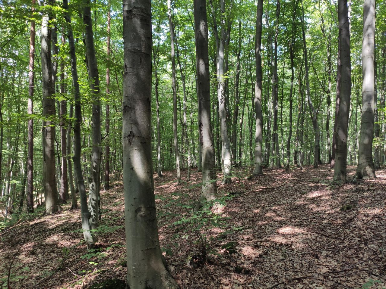 Działka leśna Łężyny. Zdjęcie 4