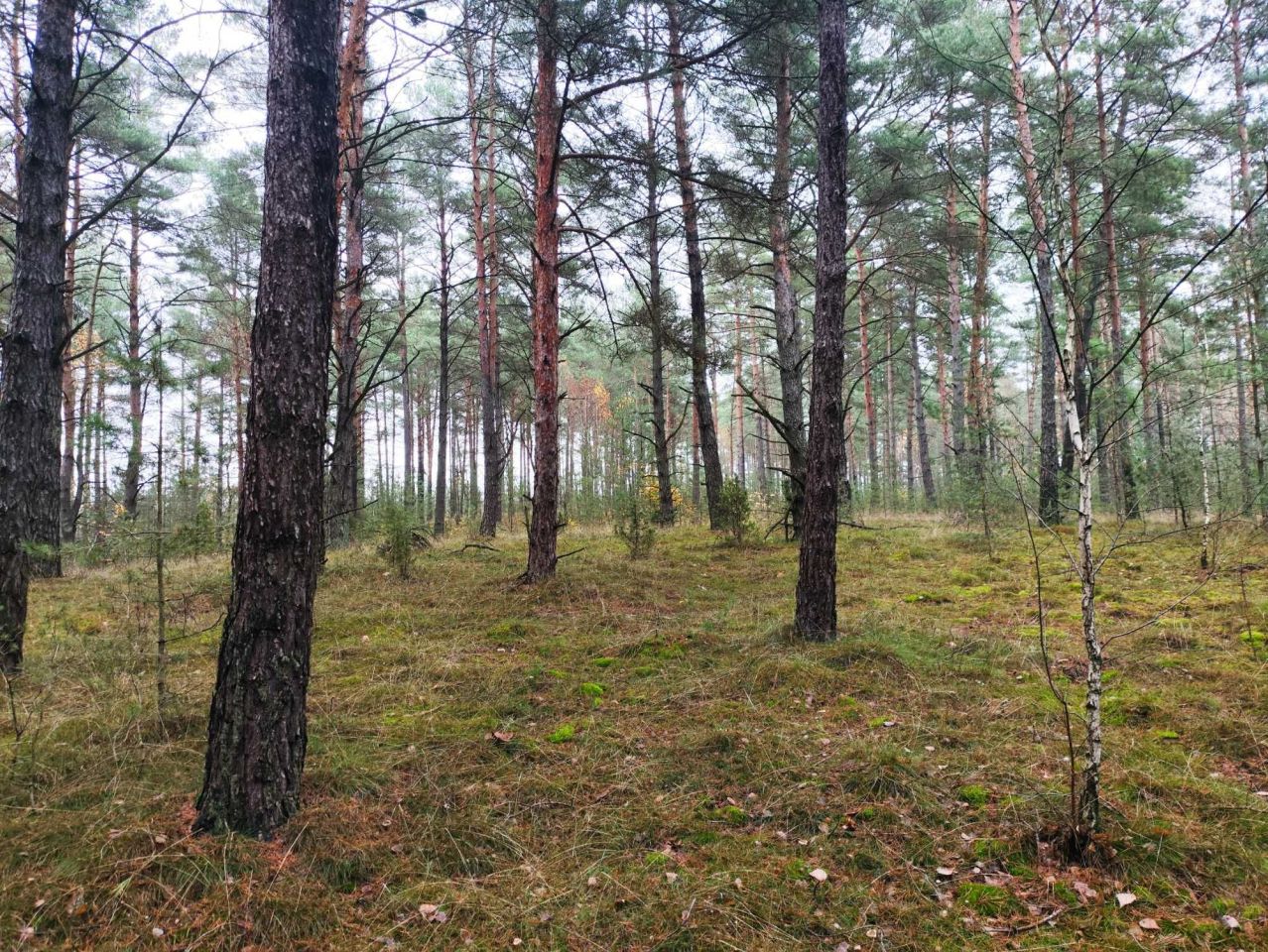 Działka leśna Goski-Wąsosze. Zdjęcie 2