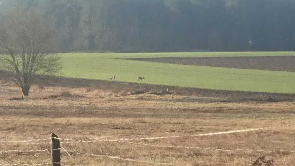 Działka budowlana Koszalin Raduszka, ul. Sasanek