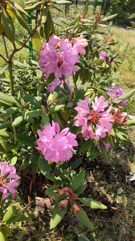 Działka rod Wrocław Brochów, ul. Wiaduktowa. Zdjęcie 4