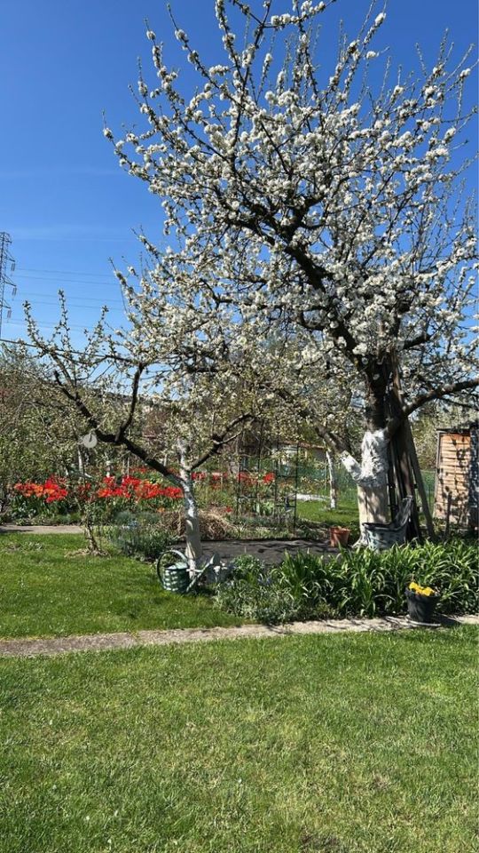 Działka rod Wrocław Stare Miasto. Zdjęcie 7