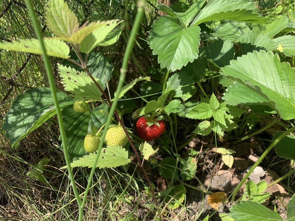 Działka rod Komorów, ul. Turystyczna. Zdjęcie 8