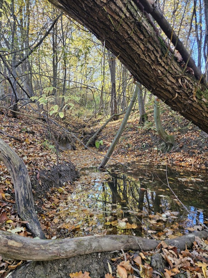 Działka rolno-budowlana Brzezna Jedlane. Zdjęcie 2