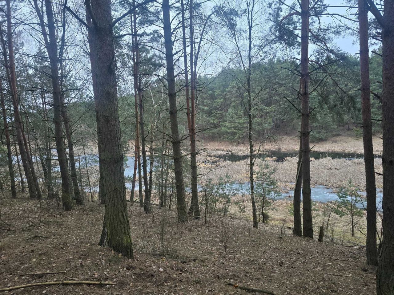 Działka leśna Młyniec Drugi. Zdjęcie 2