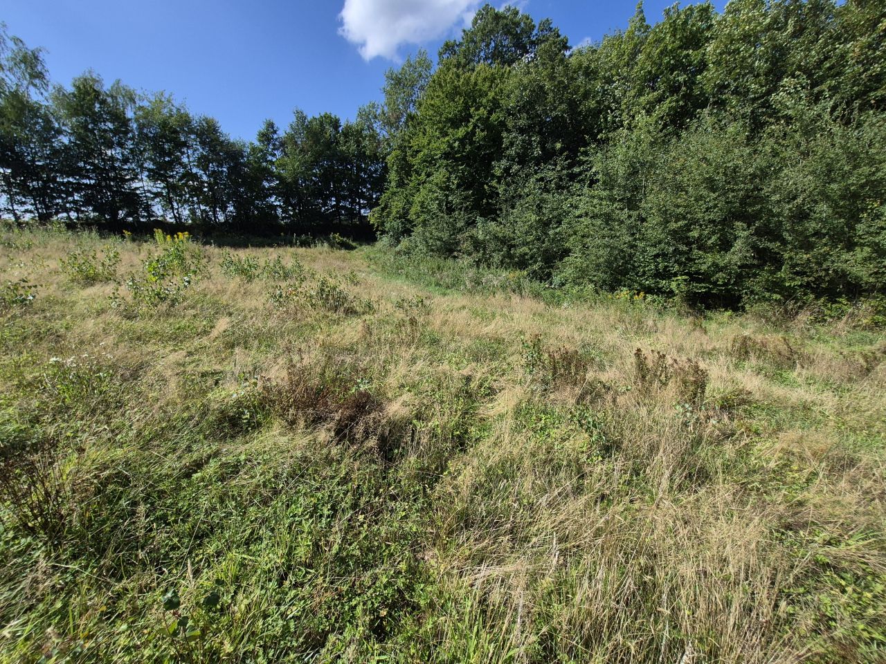 Działka budowlana Kipszna. Zdjęcie 24