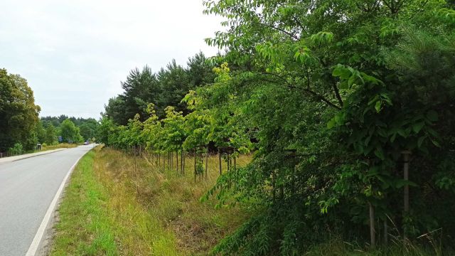 Działka budowlana Pisarzowice. Zdjęcie 1