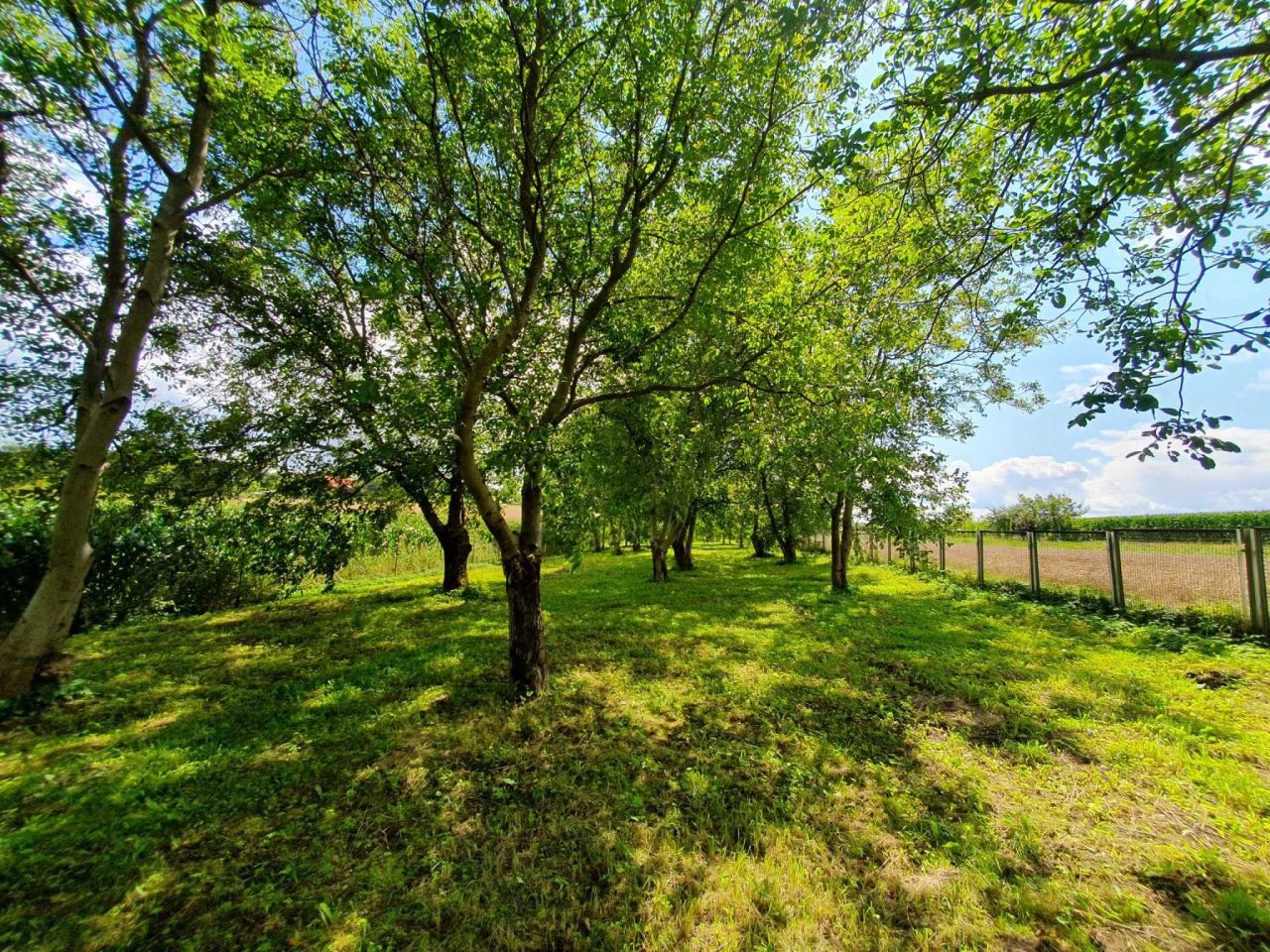 Działka rolno-budowlana Roźwienica. Zdjęcie 3