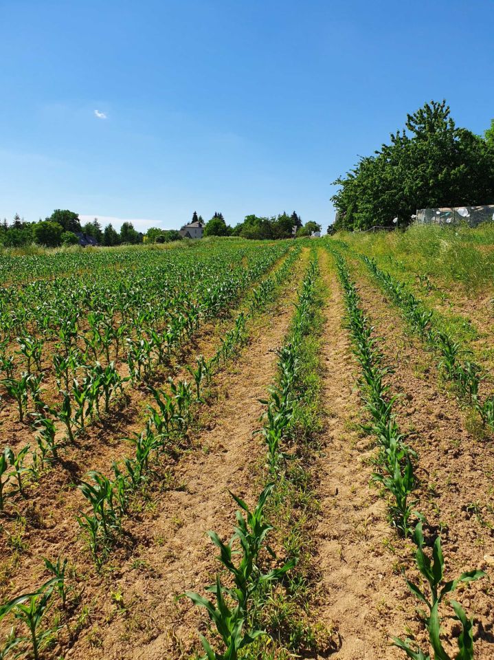 Działka rolno-budowlana Zerwana. Zdjęcie 3