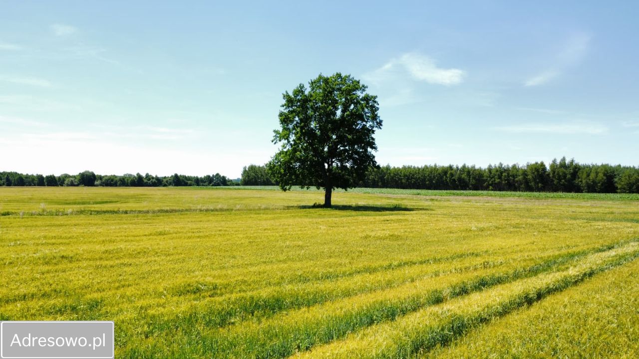 Działka rolno-budowlana Baranowice. Zdjęcie 9
