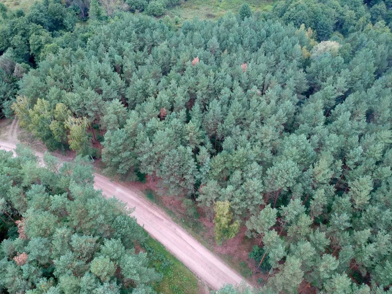 Działka leśna Nowy Duninów. Zdjęcie 6