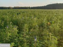 Działka budowlana Stronno, ul. Leśna. Zdjęcie 4