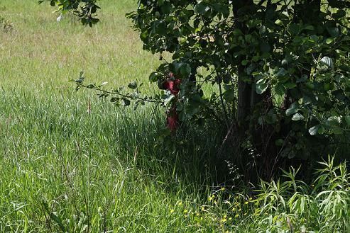 Działka budowlana Teofilów. Zdjęcie 8