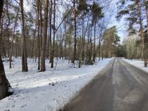 Działka leśna Nowy Staw. Zdjęcie 2