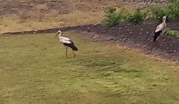 dom wolnostojący, 3 pokoje Borów