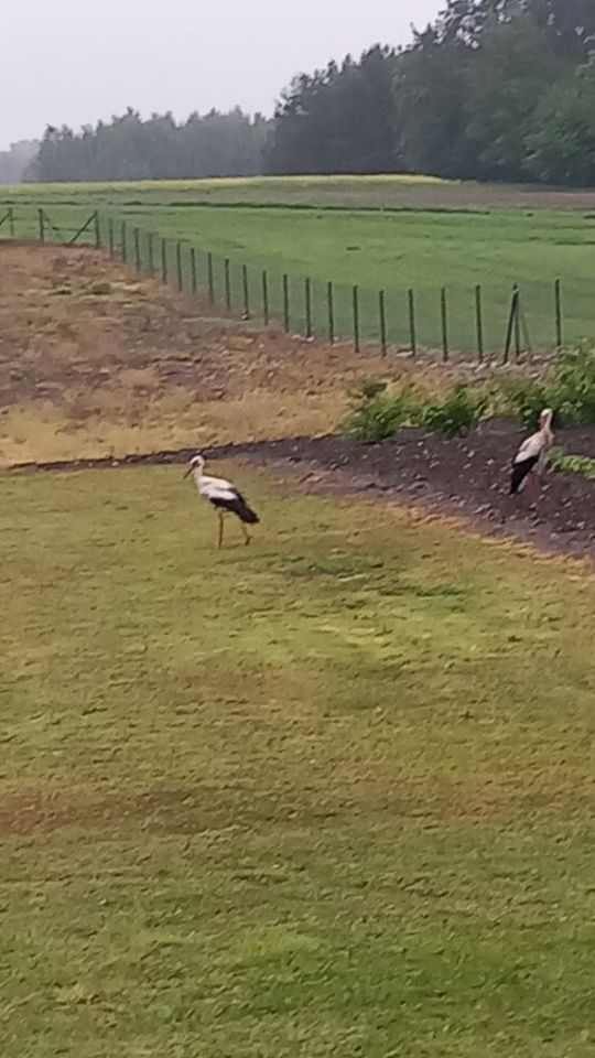 dom wolnostojący, 3 pokoje Borów. Zdjęcie 2