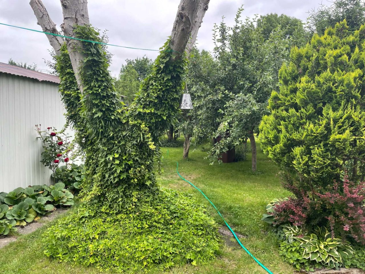 bliźniak Dębno, ul. Józefa Mireckiego. Zdjęcie 6