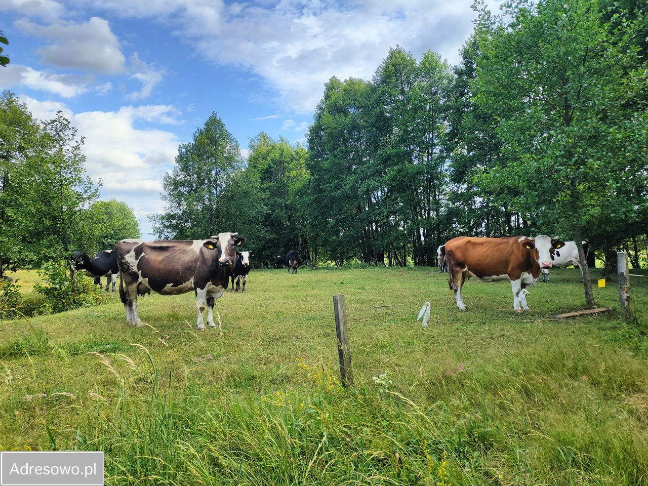 Działka Michałowo. Zdjęcie 7