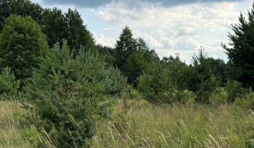 Działka leśna Oseredek