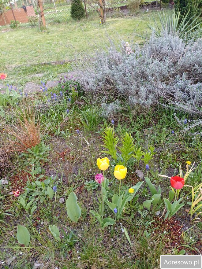 Działka rod Poznań. Zdjęcie 11