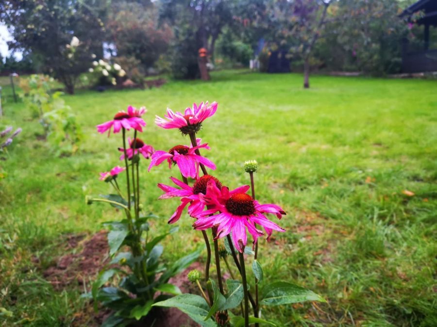 Działka rod Gdańsk Morena, ul. Wołkowyska. Zdjęcie 11