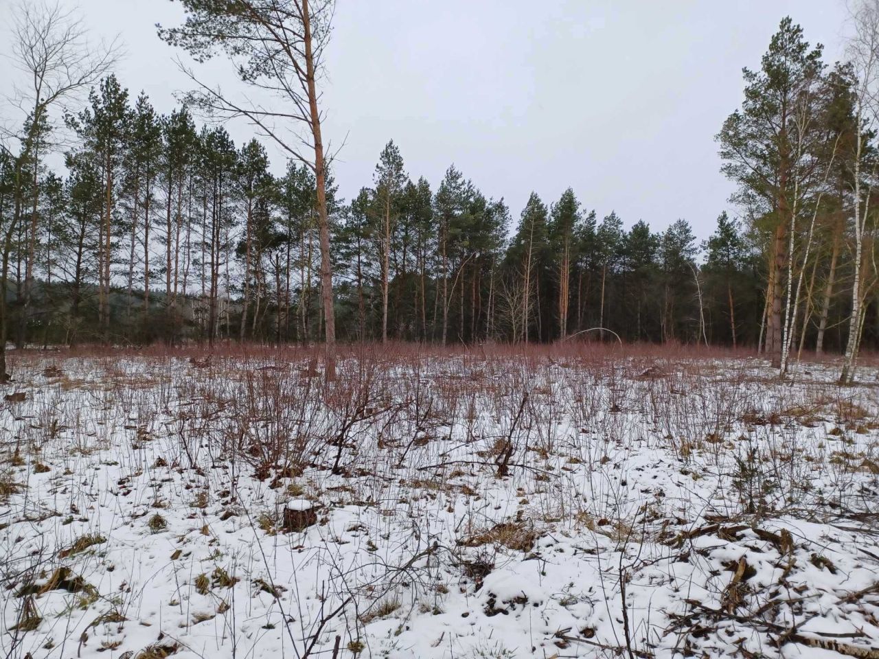 Działka rolna Małe Rudy, ul. Jeziorowa. Zdjęcie 9
