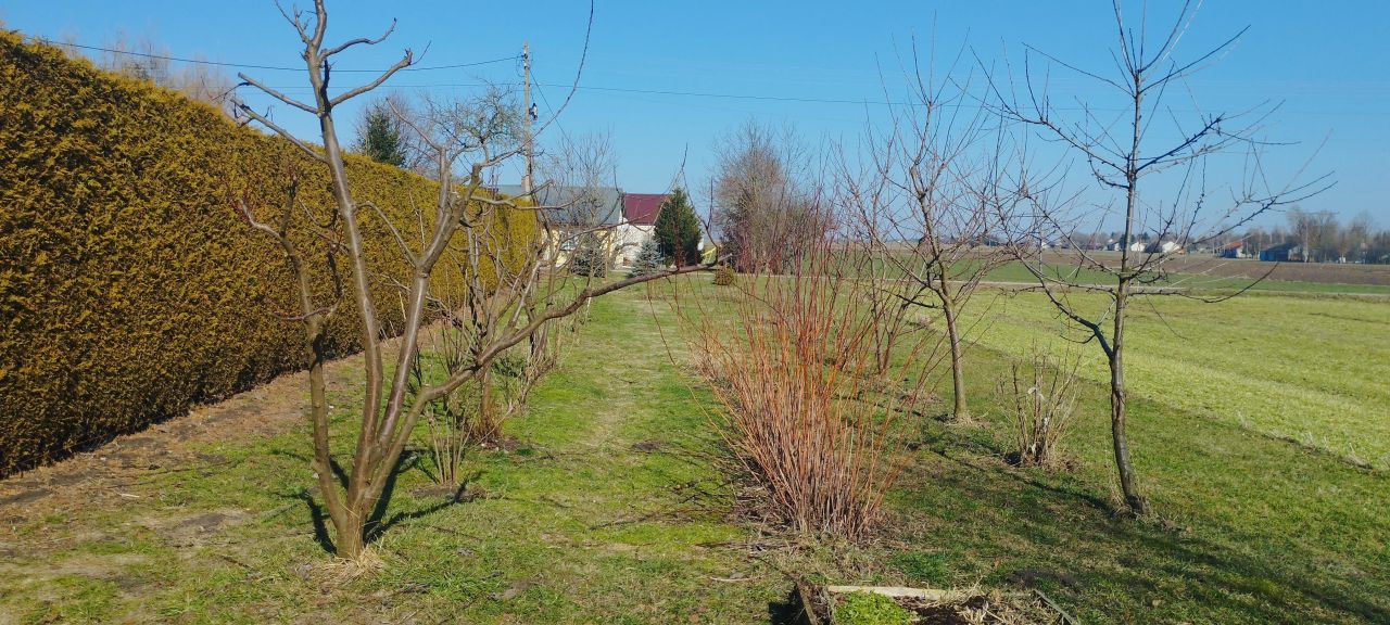 dom wolnostojący, 4 pokoje Czernięcin Poduchowny. Zdjęcie 30