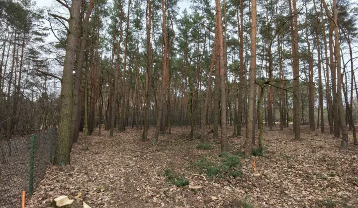 Działka budowlana Marianów, al. Jodłowa