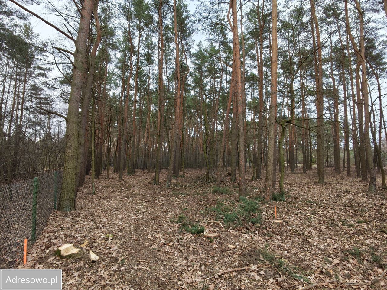 Działka budowlana Marianów, al. Jodłowa. Zdjęcie 1