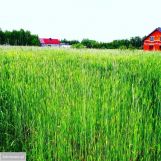 Działka budowlana Kalisz. Zdjęcie 3