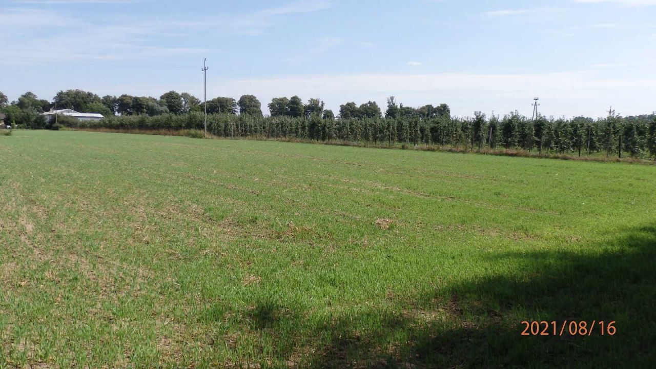 Działka budowlana Głogówko Królewskie, ul. Długa. Zdjęcie 4