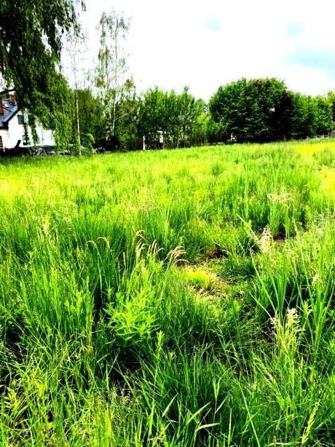 Działka budowlana Stara Wieś. Zdjęcie 2