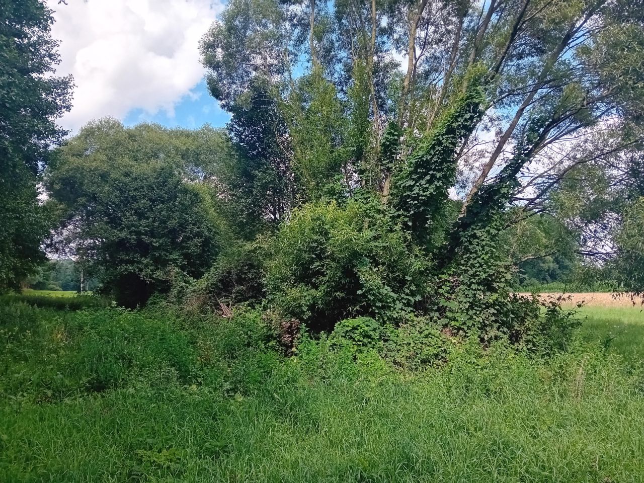 Działka rolna Strzygi. Zdjęcie 9