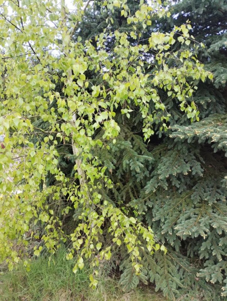 Działka budowlana Stare. Zdjęcie 4