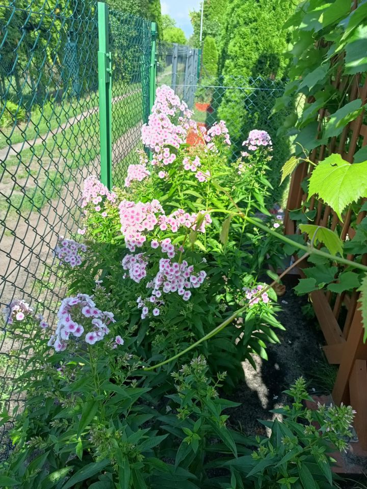 Działka rod Toruń Mokre, ul. Grudziądzka. Zdjęcie 3