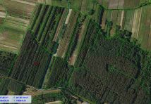 Działka leśna Żuków. Zdjęcie 2