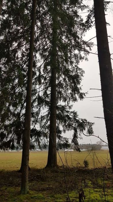 Działka Rubcowo. Zdjęcie 6