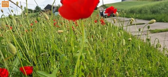 Działka budowlana Marszowice. Zdjęcie 7