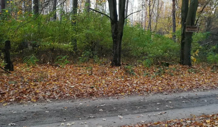 Działka leśna Dzierżązna