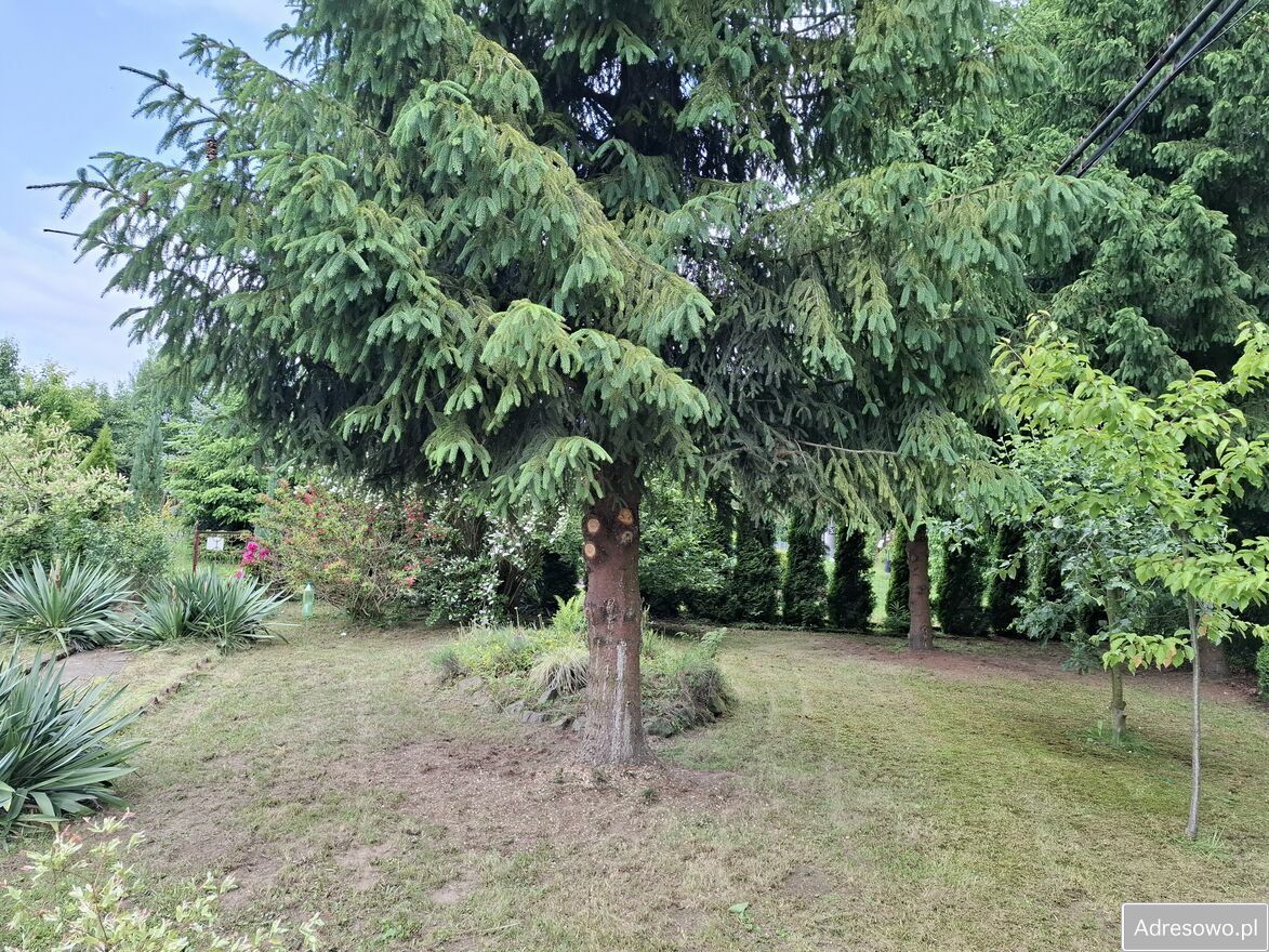 Działka rod Jastrzębie-Zdrój, ul. Wolności. Zdjęcie 3