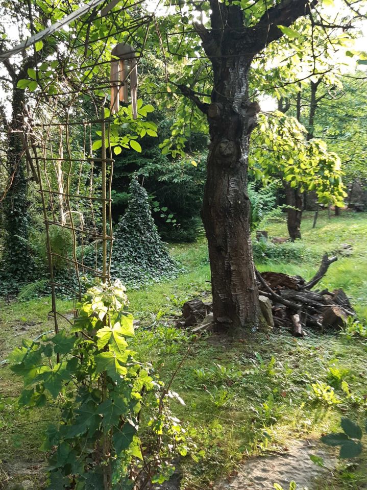 Działka rod Czeladź Kolonia Rożka, ul. Węglowa. Zdjęcie 5