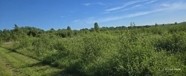 Działka rolna Sulicice Ameryka. Zdjęcie 1