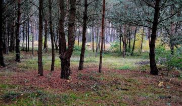 Działka rekreacyjna Pąchy