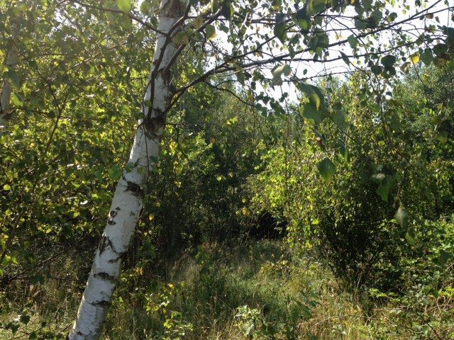 Działka budowlana Helenów. Zdjęcie 6