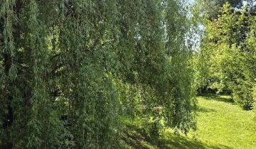 dom wolnostojący, 4 pokoje Paniowice