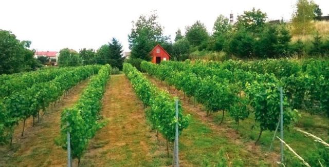 Działka rolno-budowlana Byczeń, -. Zdjęcie 9