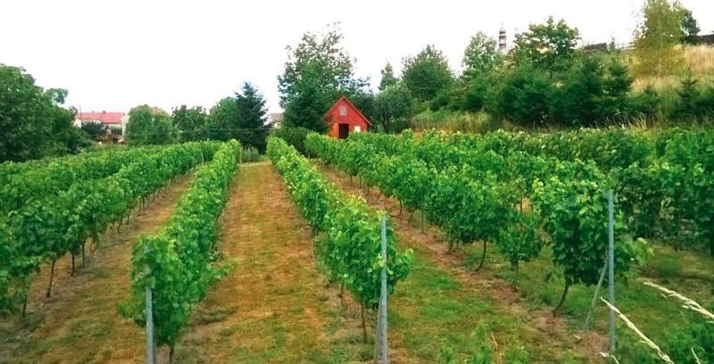 Działka Byczeń. Zdjęcie 9