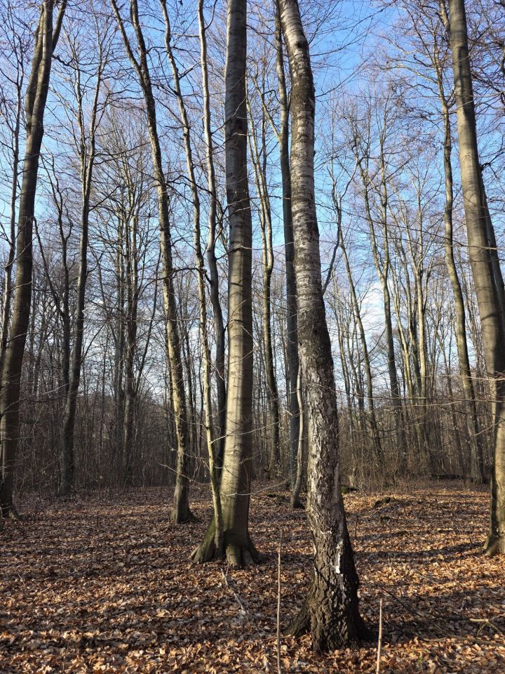 Działka leśna Pilica. Zdjęcie 4