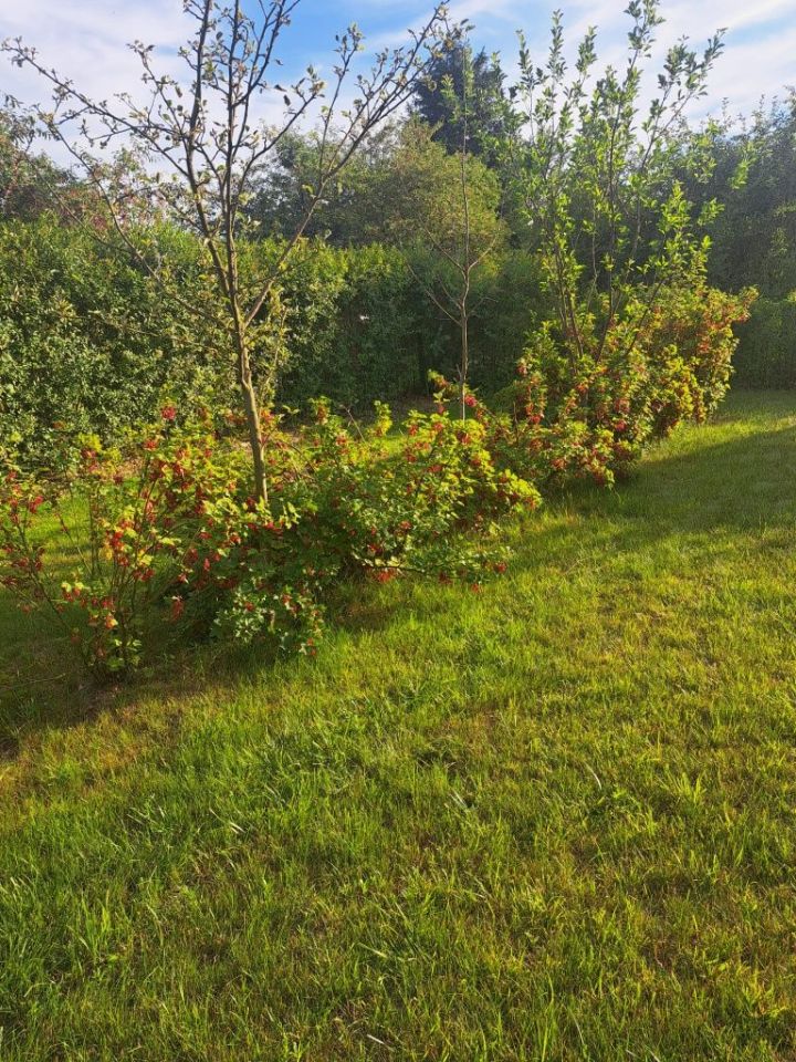 Działka rod Chełmno. Zdjęcie 5