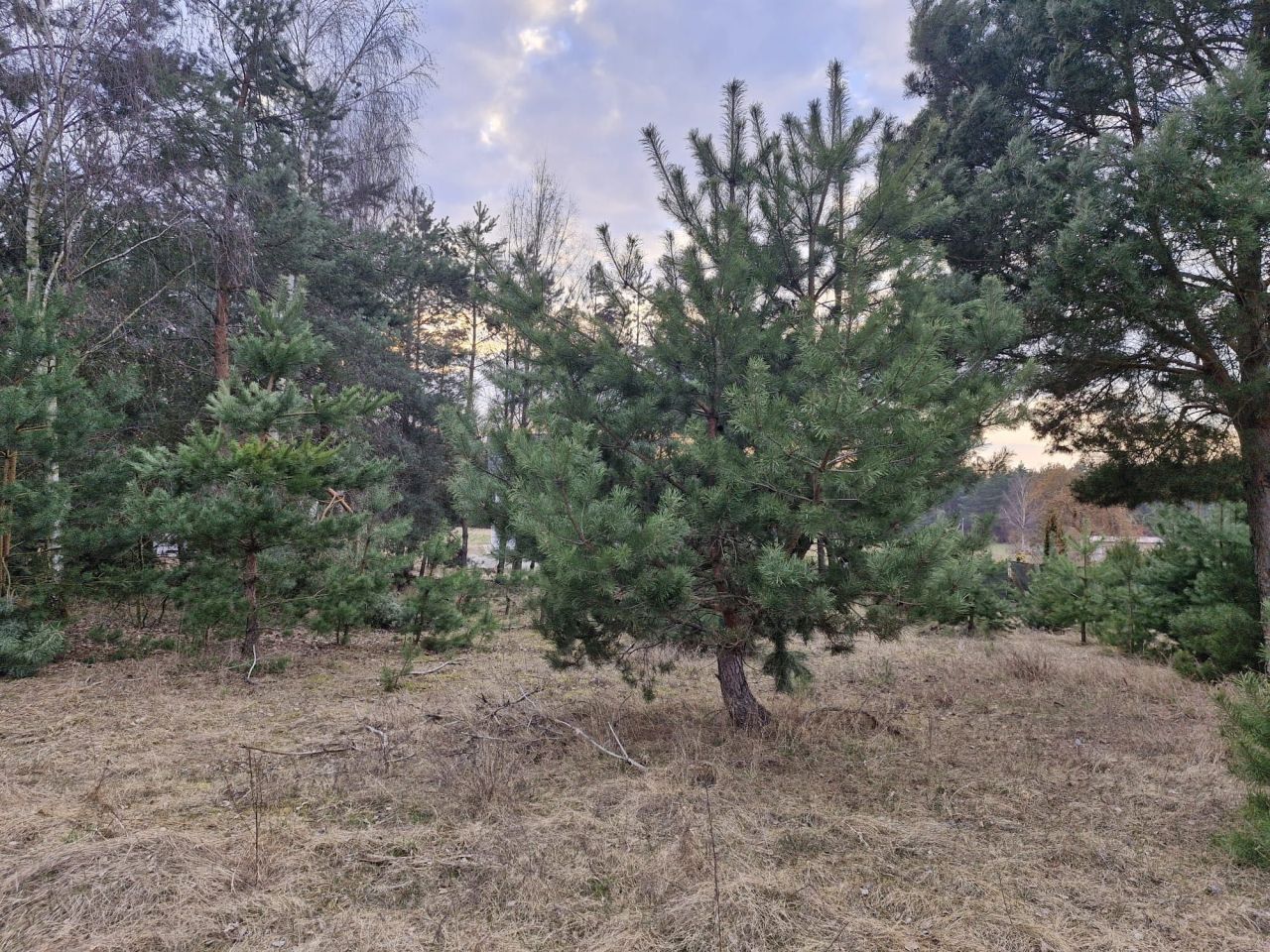 Działka budowlana Laski Małe. Zdjęcie 8