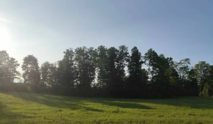 Działka rolna Bienie